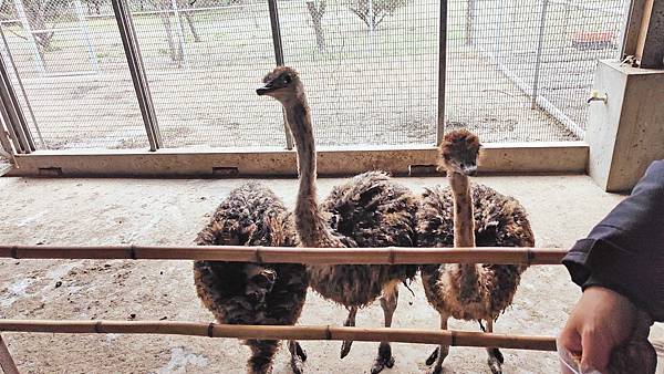 【彰化景點】正實親子農場-免門票免飼料費，還可以抱雞撿雞蛋餵鵝超多親子活動都不用錢哦！