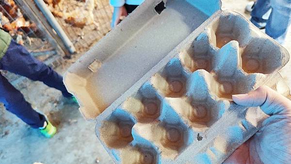 【彰化景點】正實親子農場-免門票免飼料費，還可以抱雞撿雞蛋餵鵝超多親子活動都不用錢哦！