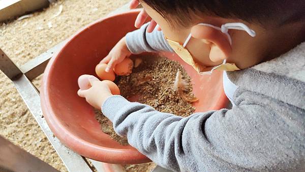 【彰化景點】正實親子農場-免門票免飼料費，還可以抱雞撿雞蛋餵鵝超多親子活動都不用錢哦！