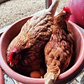 【彰化景點】正實親子農場-免門票免飼料費，還可以抱雞撿雞蛋餵鵝超多親子活動都不用錢哦！