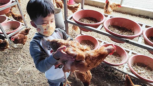 【彰化景點】正實親子農場-免門票免飼料費，還可以抱雞撿雞蛋餵鵝超多親子活動都不用錢哦！