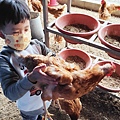 【彰化景點】正實親子農場-免門票免飼料費，還可以抱雞撿雞蛋餵鵝超多親子活動都不用錢哦！