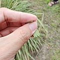【彰化景點】正實親子農場-免門票免飼料費，還可以抱雞撿雞蛋餵鵝超多親子活動都不用錢哦！