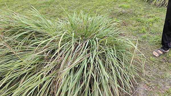 【彰化景點】正實親子農場-免門票免飼料費，還可以抱雞撿雞蛋餵鵝超多親子活動都不用錢哦！