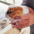 【彰化景點】正實親子農場-免門票免飼料費，還可以抱雞撿雞蛋餵鵝超多親子活動都不用錢哦！