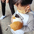 【彰化景點】正實親子農場-免門票免飼料費，還可以抱雞撿雞蛋餵鵝超多親子活動都不用錢哦！