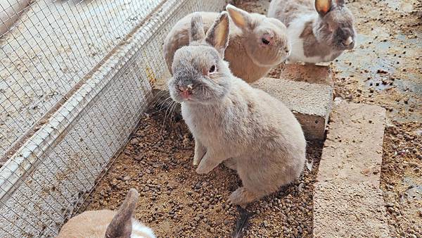 【彰化景點】正實親子農場-免門票免飼料費，還可以抱雞撿雞蛋餵鵝超多親子活動都不用錢哦！