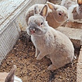 【彰化景點】正實親子農場-免門票免飼料費，還可以抱雞撿雞蛋餵鵝超多親子活動都不用錢哦！