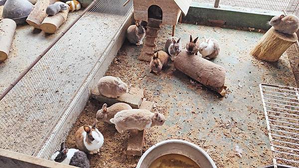 【彰化景點】正實親子農場-免門票免飼料費，還可以抱雞撿雞蛋餵鵝超多親子活動都不用錢哦！