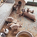 【彰化景點】正實親子農場-免門票免飼料費，還可以抱雞撿雞蛋餵鵝超多親子活動都不用錢哦！