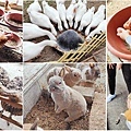 【彰化景點】正實親子農場-免門票免飼料費，還可以抱雞撿雞蛋餵鵝超多親子活動都不用錢哦！