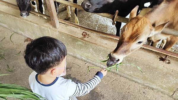 【彰化景點】大山休閒牧場-免門票費免停車費，還有餵牛喝奶、吃草等超多好玩的親子農場