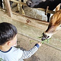 【彰化景點】大山休閒牧場-免門票費免停車費，還有餵牛喝奶、吃草等超多好玩的親子農場
