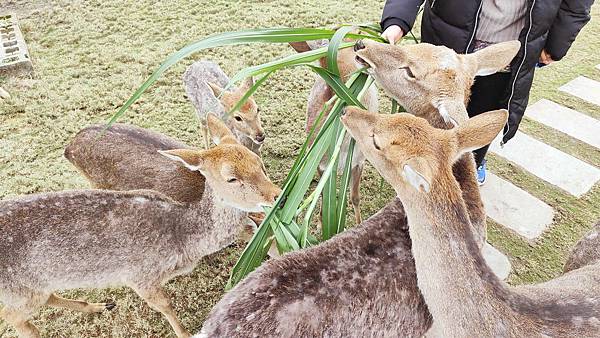 【宜蘭景點】宜蘭農夫青蔥體驗農場-蔥油餅DIY親子農場，還可以零距離無柵欄餵食可愛的小動物