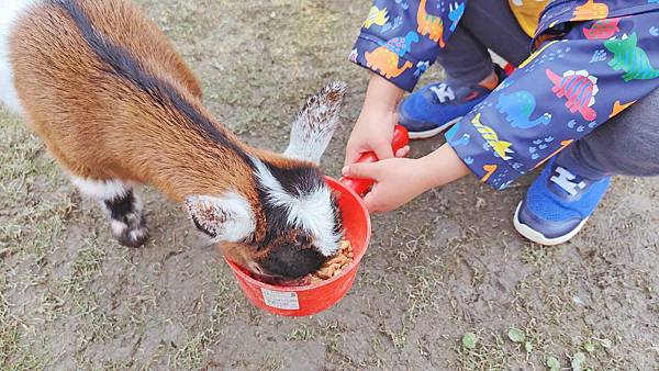 【宜蘭景點】宜蘭農夫青蔥體驗農場-蔥油餅DIY親子農場，還可以零距離無柵欄餵食可愛的小動物