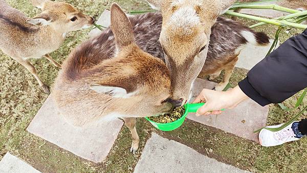 【宜蘭景點】宜蘭農夫青蔥體驗農場-蔥油餅DIY親子農場，還可以零距離無柵欄餵食可愛的小動物
