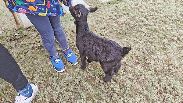 【宜蘭景點】宜蘭農夫青蔥體驗農場-蔥油餅DIY親子農場，還可以零距離無柵欄餵食可愛的小動物
