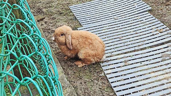 【宜蘭景點】宜蘭農夫青蔥體驗農場-蔥油餅DIY親子農場，還可以零距離無柵欄餵食可愛的小動物