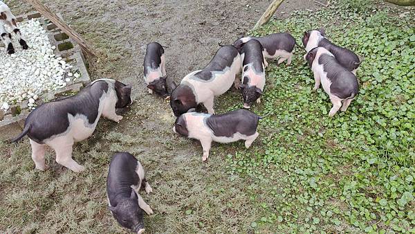 【宜蘭景點】宜蘭農夫青蔥體驗農場-蔥油餅DIY親子農場，還可以零距離無柵欄餵食可愛的小動物