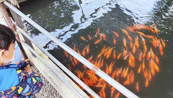 【宜蘭景點】宜蘭農夫青蔥體驗農場-蔥油餅DIY親子農場，還可以零距離無柵欄餵食可愛的小動物