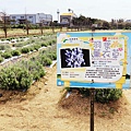 向陽農場