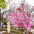 向陽農場