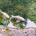 牛伯伯蝴蝶生態園