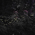 牛伯伯蝴蝶生態園