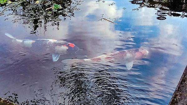 牛伯伯蝴蝶生態園