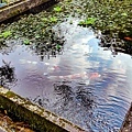 牛伯伯蝴蝶生態園