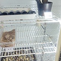 御品川麻辣串串鍋