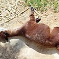 新竹動物園