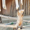 新竹動物園