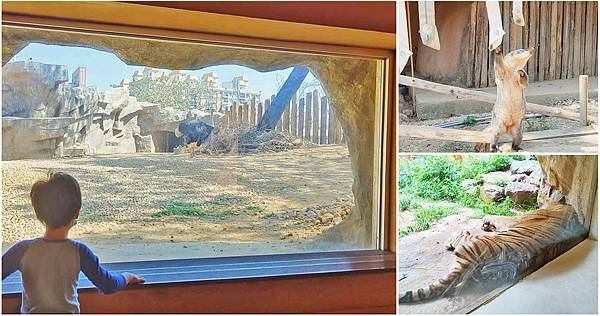 【新竹景點】新竹動物園｜新竹必玩！門票只要５０元的親子景點