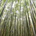 泰安一日遊