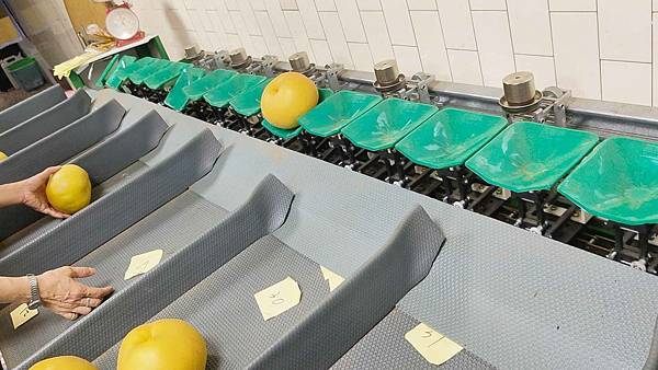 苗栗大湖尊梨季｜巨無霸水梨！比臉還要巨大，高達２.５斤的牛奶甘庶般美味的甘露梨