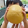 苗栗大湖尊梨季｜巨無霸水梨！比臉還要巨大，高達２.５斤的牛奶甘庶般美味的甘露梨