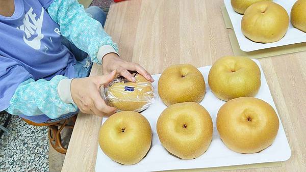 苗栗大湖尊梨季｜巨無霸水梨！比臉還要巨大，高達２.５斤的牛奶甘庶般美味的甘露梨