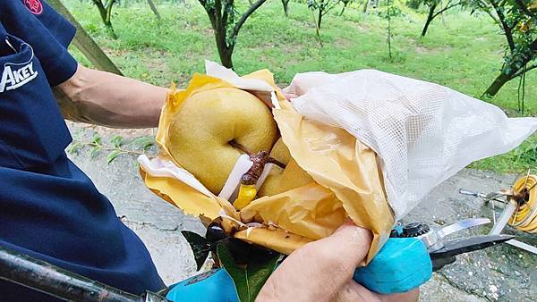 苗栗大湖尊梨季｜巨無霸水梨！比臉還要巨大，高達２.５斤的牛奶甘庶般美味的甘露梨