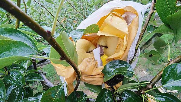 苗栗大湖尊梨季｜巨無霸水梨！比臉還要巨大，高達２.５斤的牛奶甘庶般美味的甘露梨