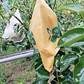 苗栗大湖尊梨季｜巨無霸水梨！比臉還要巨大，高達２.５斤的牛奶甘庶般美味的甘露梨