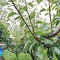苗栗大湖尊梨季｜巨無霸水梨！比臉還要巨大，高達２.５斤的牛奶甘庶般美味的甘露梨