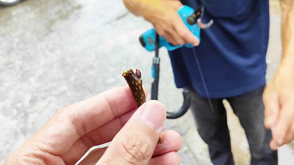 苗栗大湖尊梨季｜巨無霸水梨！比臉還要巨大，高達２.５斤的牛奶甘庶般美味的甘露梨