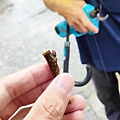 苗栗大湖尊梨季｜巨無霸水梨！比臉還要巨大，高達２.５斤的牛奶甘庶般美味的甘露梨
