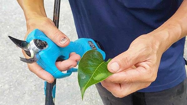 苗栗大湖尊梨季｜巨無霸水梨！比臉還要巨大，高達２.５斤的牛奶甘庶般美味的甘露梨