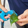 苗栗大湖尊梨季｜巨無霸水梨！比臉還要巨大，高達２.５斤的牛奶甘庶般美味的甘露梨