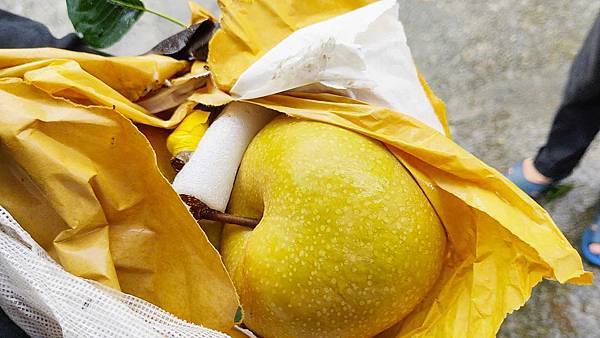 苗栗大湖尊梨季｜巨無霸水梨！比臉還要巨大，高達２.５斤的牛奶甘庶般美味的甘露梨