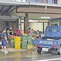 苗栗大湖尊梨季｜巨無霸水梨！比臉還要巨大，高達２.５斤的牛奶甘庶般美味的甘露梨