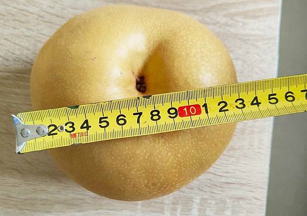 苗栗大湖尊梨季｜巨無霸水梨！比臉還要巨大，高達２.５斤的牛奶甘庶般美味的甘露梨