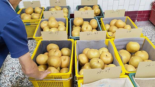 苗栗大湖尊梨季｜巨無霸水梨！比臉還要巨大，高達２.５斤的牛奶甘庶般美味的甘露梨